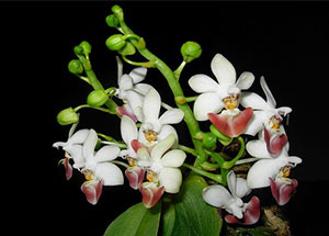 Các bài viết về Lan Hồ Điệp - Phalaenopsis
