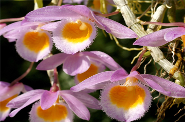 Nghệ Tâm - Dendrobium loddigesii Trồng và chăm sóc