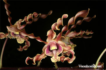 Dendrobium cochliodes