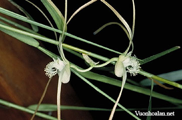 Dendrobium dionaeoides