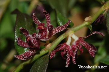Dendrobium falcatum