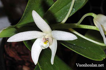 Dendrobium falcorostrum