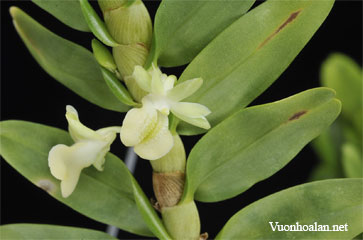 Dendrobium connatum