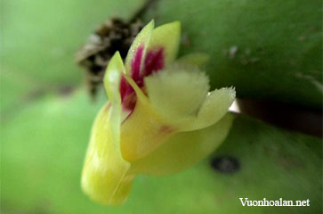 Dendrobium compressistylum