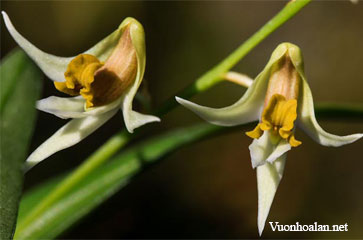 Dendrobium dixonianum