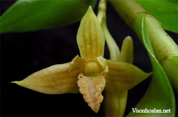 Dendrobium corrugatilobum