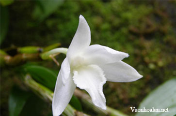 Dendrobium crassimarginatum