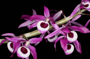 Cách trồng và chăm sóc Hoàng thảo Kèn - Dendrobium Lituiflorum