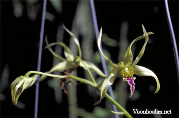 Dendrobium crispilinguum