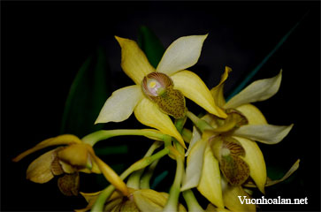 Dendrobium engae