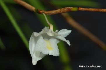 Dendrobium cuneatum