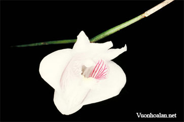 Dendrobium cuneilabrum