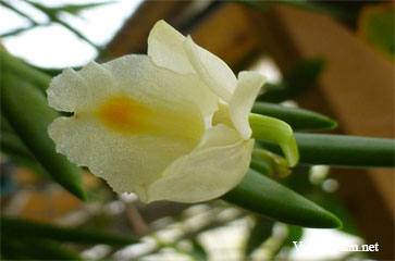 Dendrobium curviflorum