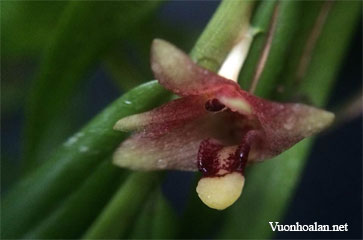 Dendrobium erectifolium