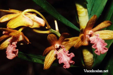 Dendrobium cymatoleguum
