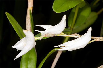Đặc điểm và cách trồng hoa lan bạch câu - Dendrobium crumenatum