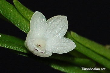 Dendrobium decumbens
