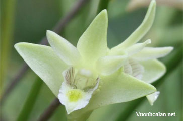 Dendrobium clavator