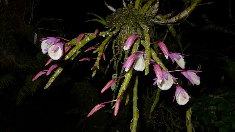 Dendrobium polyanthum, Den.cretaceum hay Den.primulinum?