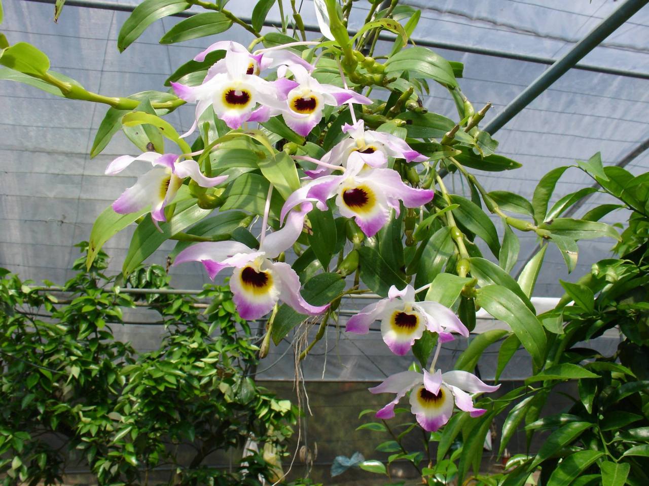 Cách trồng và chăm sóc lan Chuỗi ngọc Điện Biên - Dendrobium findlayanum