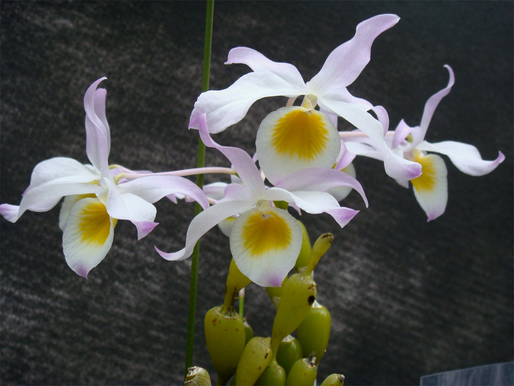 Cách trồng và chăm sóc lan Chuỗi ngọc Điện Biên - Dendrobium findlayanum