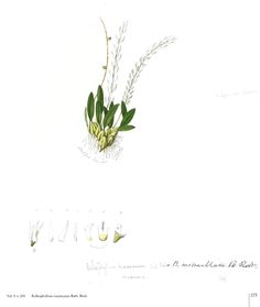 Bulbophyllum arcuatilabium