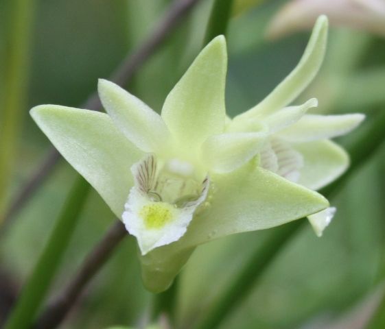 Dendrobium clavator