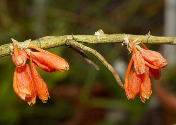 Dendrobium cochleatum
