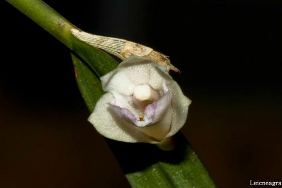 Dendrobium compressicaule