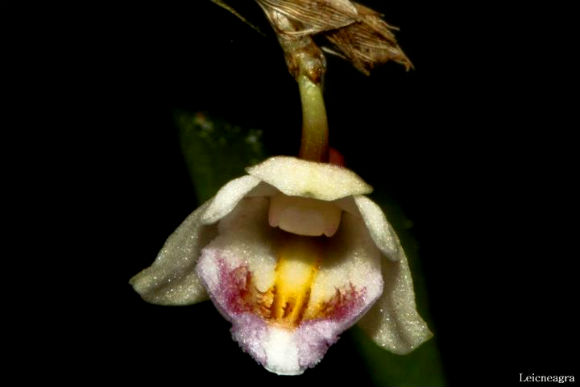 Dendrobium compressicaule