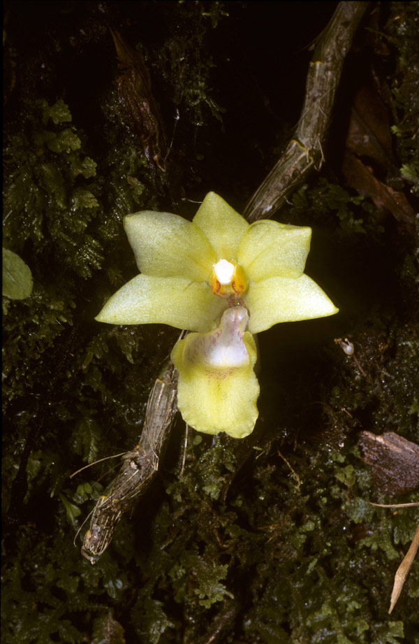 Dendrobium compressimentum