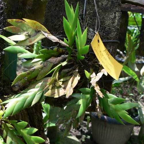Dendrobium compressistylum