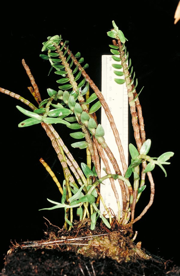 Dendrobium connatum
