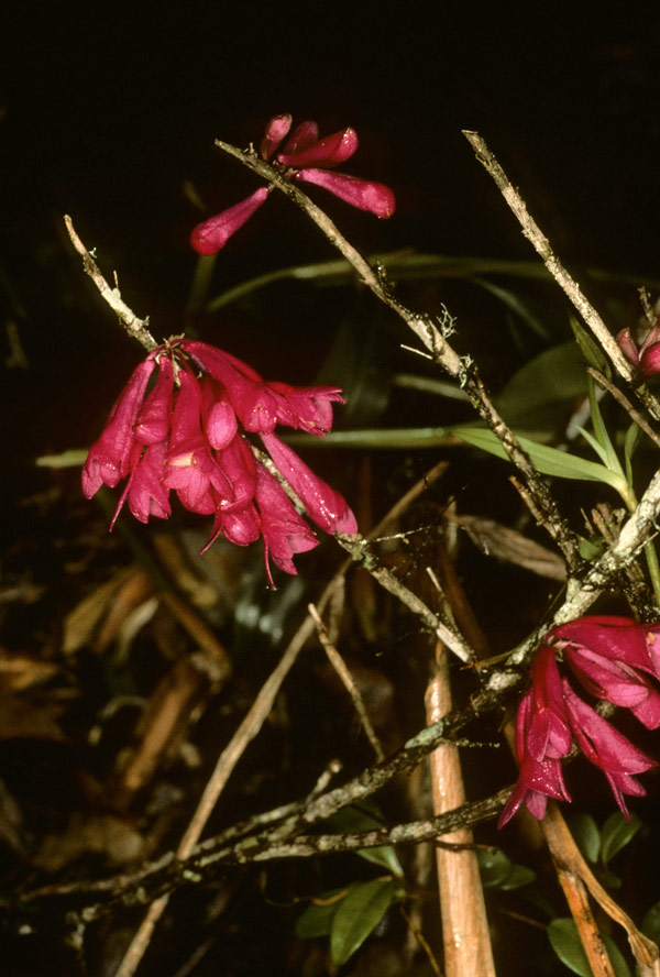 Dendrobium convexipes