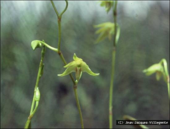 Dendrobium crassicaule