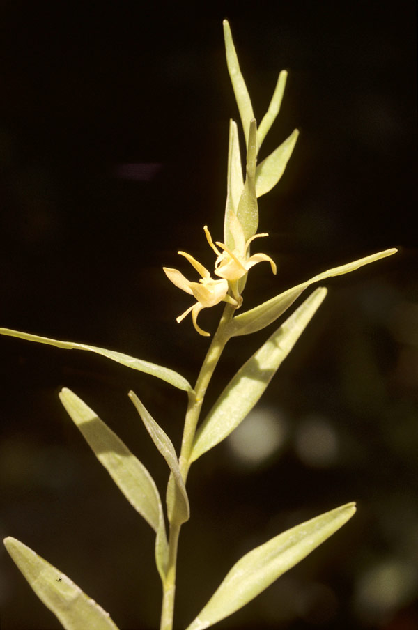Dendrobium crassifolium