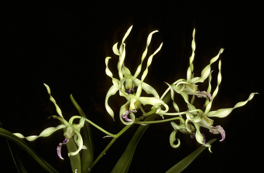 Dendrobium crispilinguum