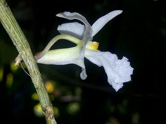 Dendrobium croceocentrum