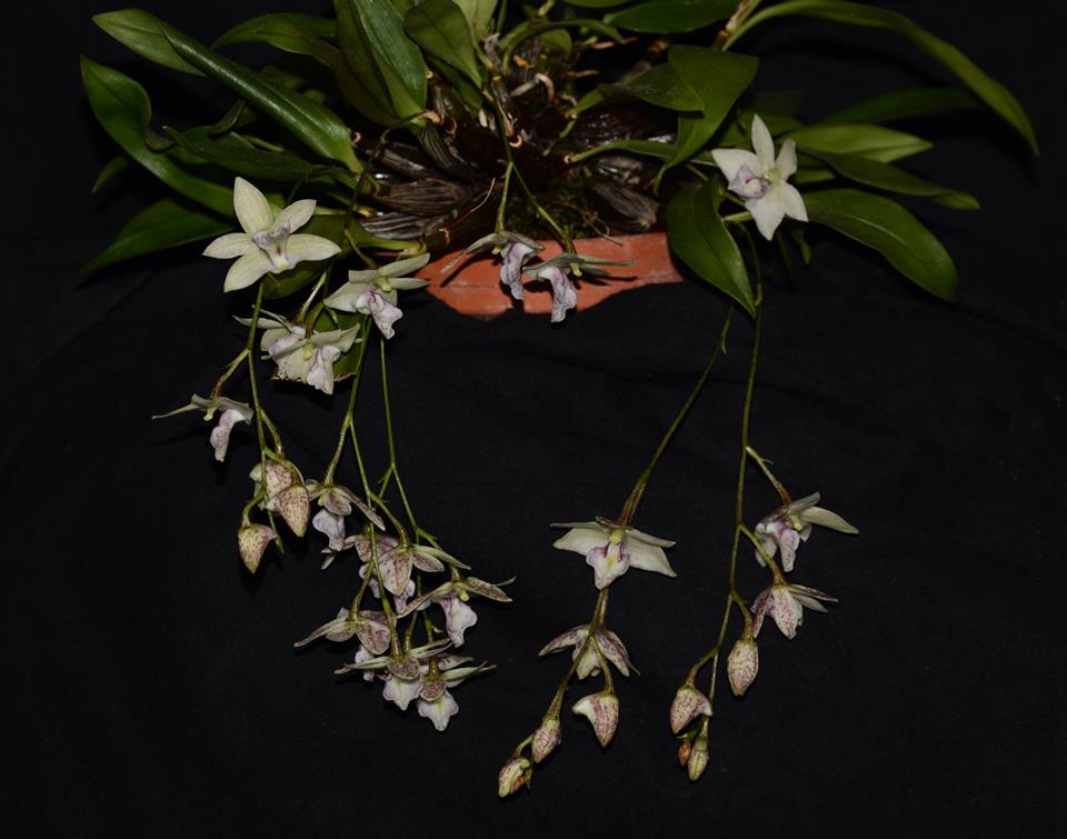 Dendrobium cruttwellii