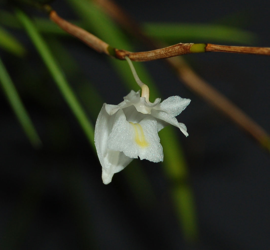 Dendrobium cuneatum
