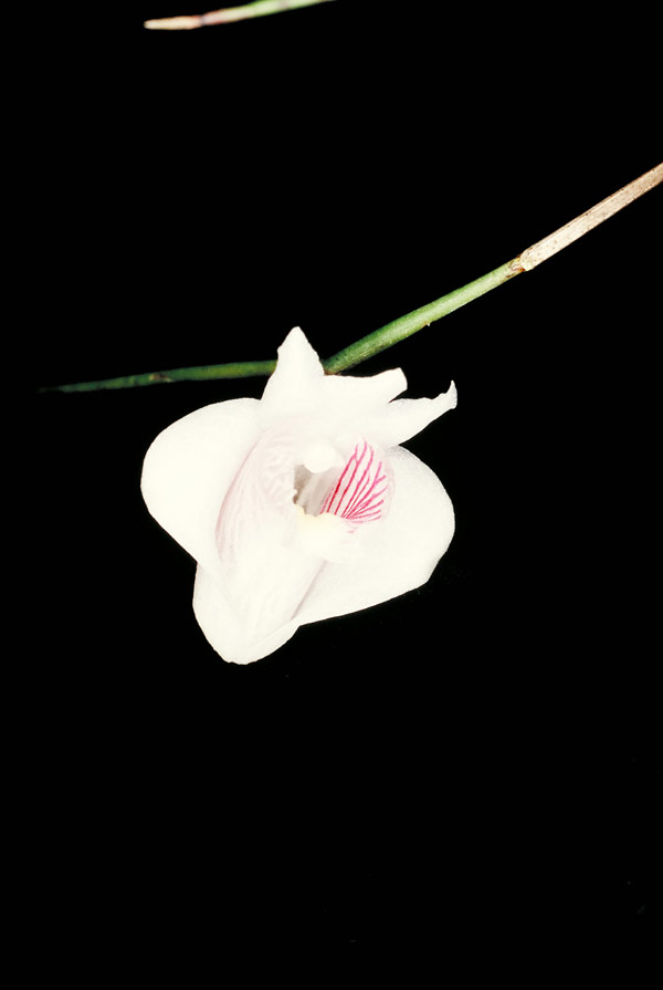 Dendrobium cuneilabrum
