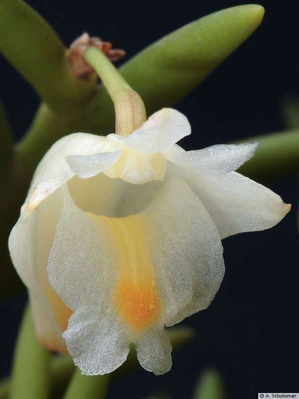 Dendrobium curviflorum