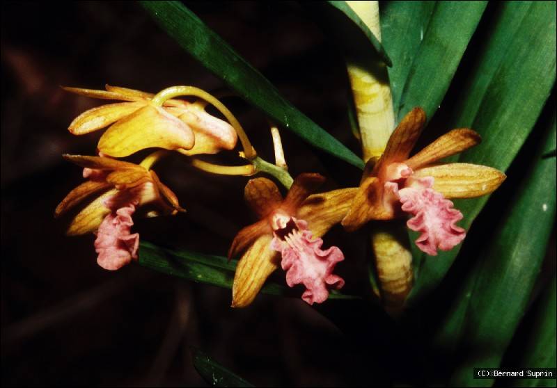 Dendrobium cymatoleguum
