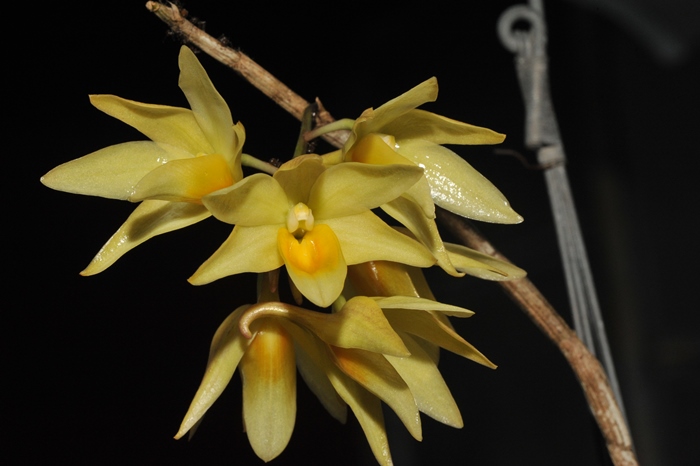 Dendrobium cymboglossum