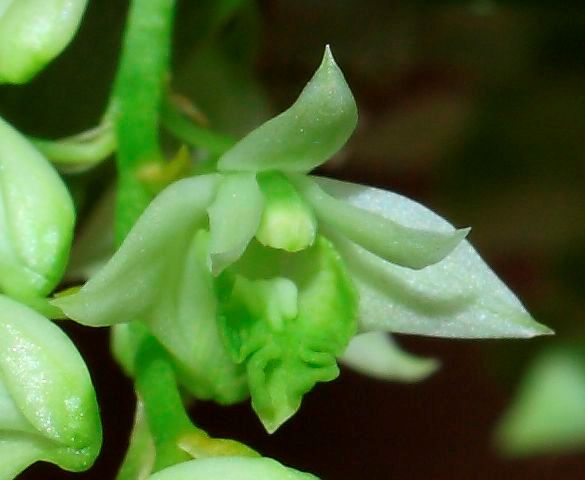 Dendrobium darjeelingensis