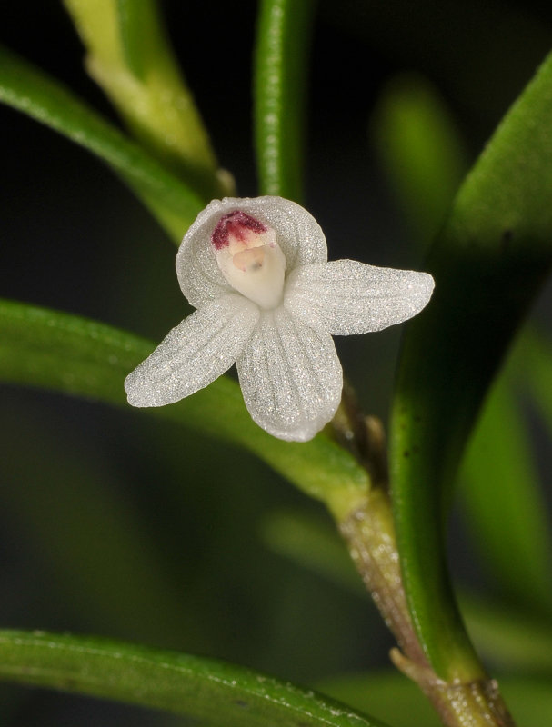 Dendrobium decumbens