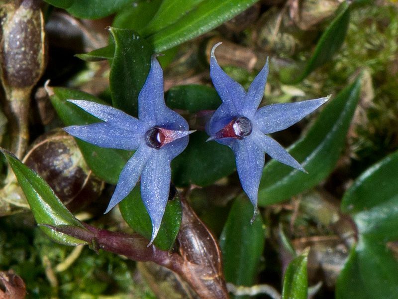 Dendrobium delicatulum