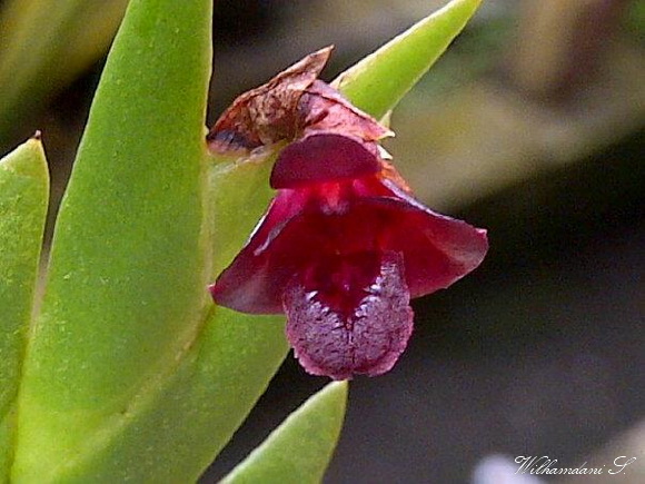 Dendrobium deliense