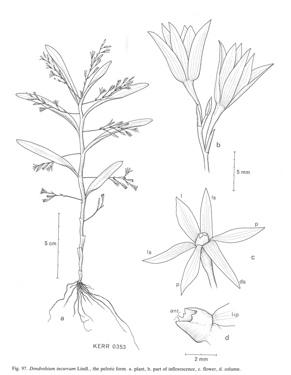 Hoàng thảo Hạc, Hạc lan - Dendrobium incurvum
