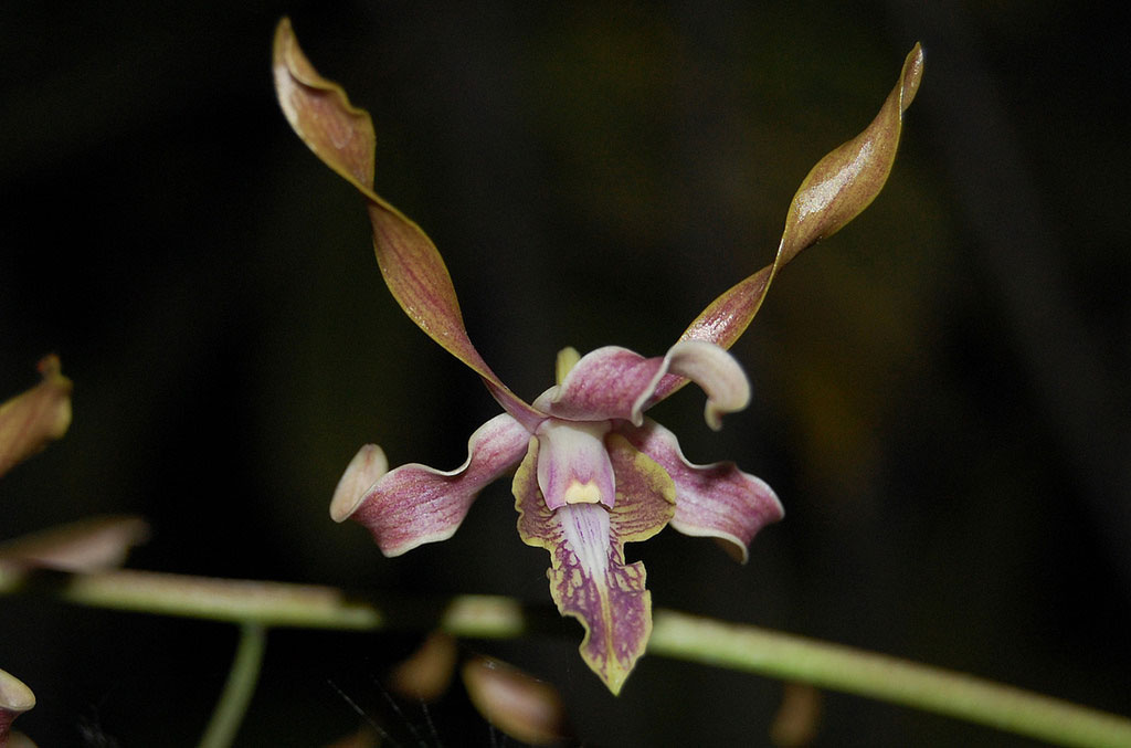Dendrobium devosianum